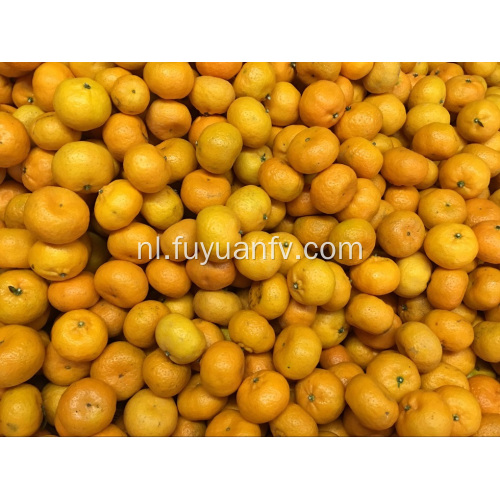 Hot Selling in Bangladesh Markt Baby Mandarin